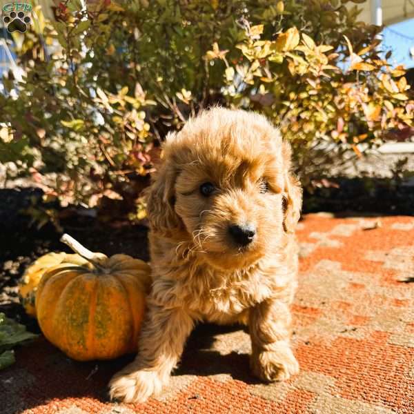 Tootsie, Mini Goldendoodle Puppy